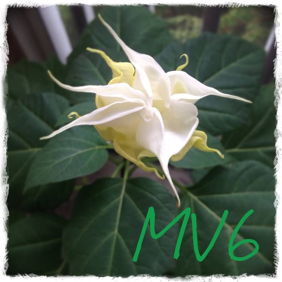 Meet your Posher, Marlana. - Picture 1 of 5